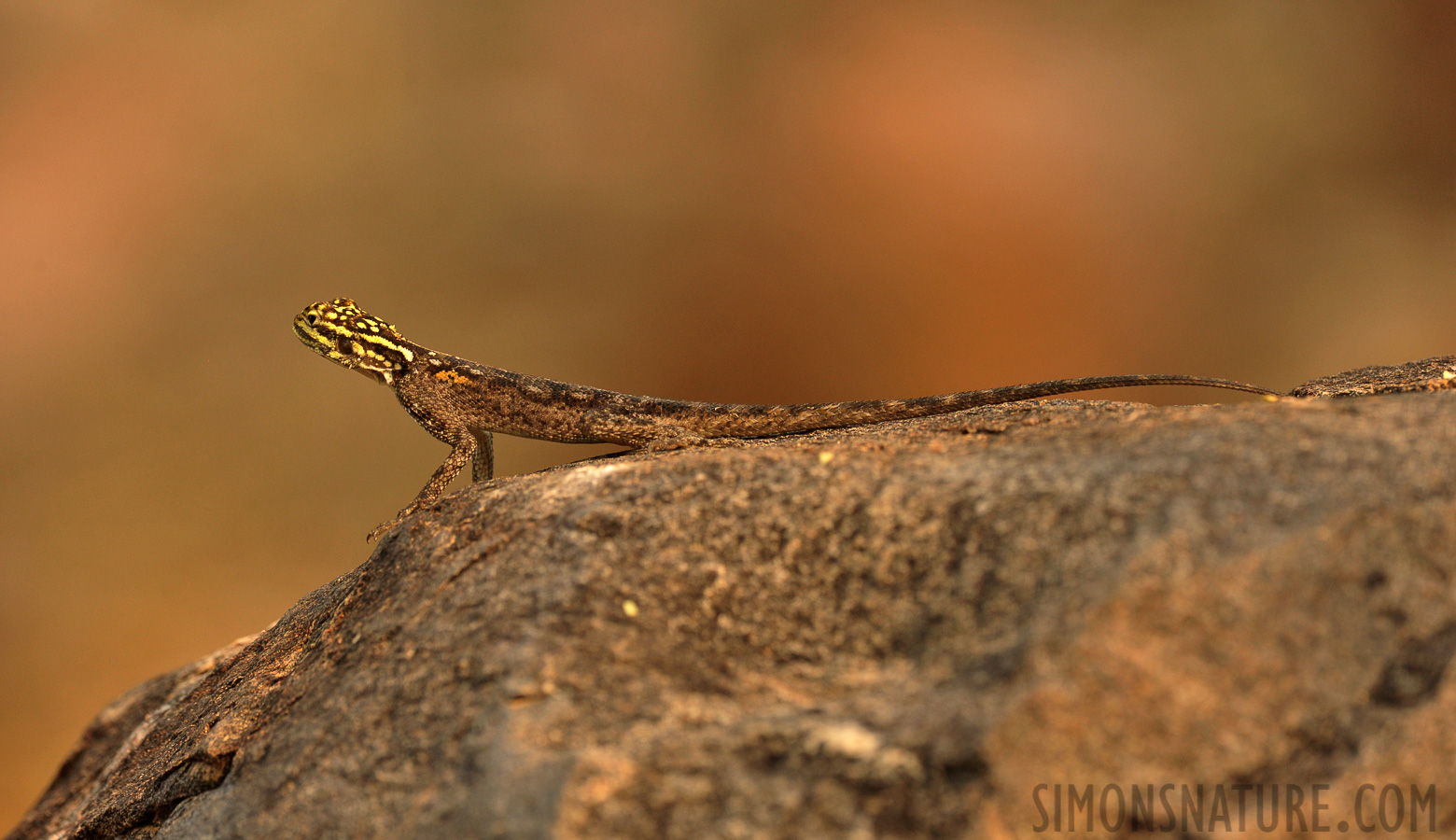 Agama planiceps [400 mm, 1/320 Sek. bei f / 8.0, ISO 1600]